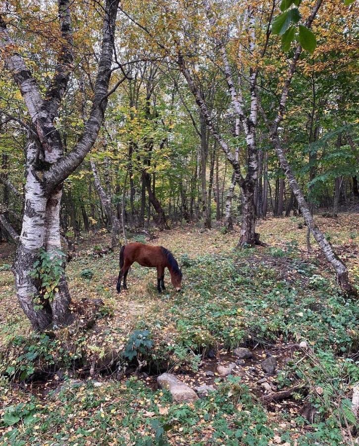فيلا Glamping Wolf Mount Margahovit المظهر الخارجي الصورة