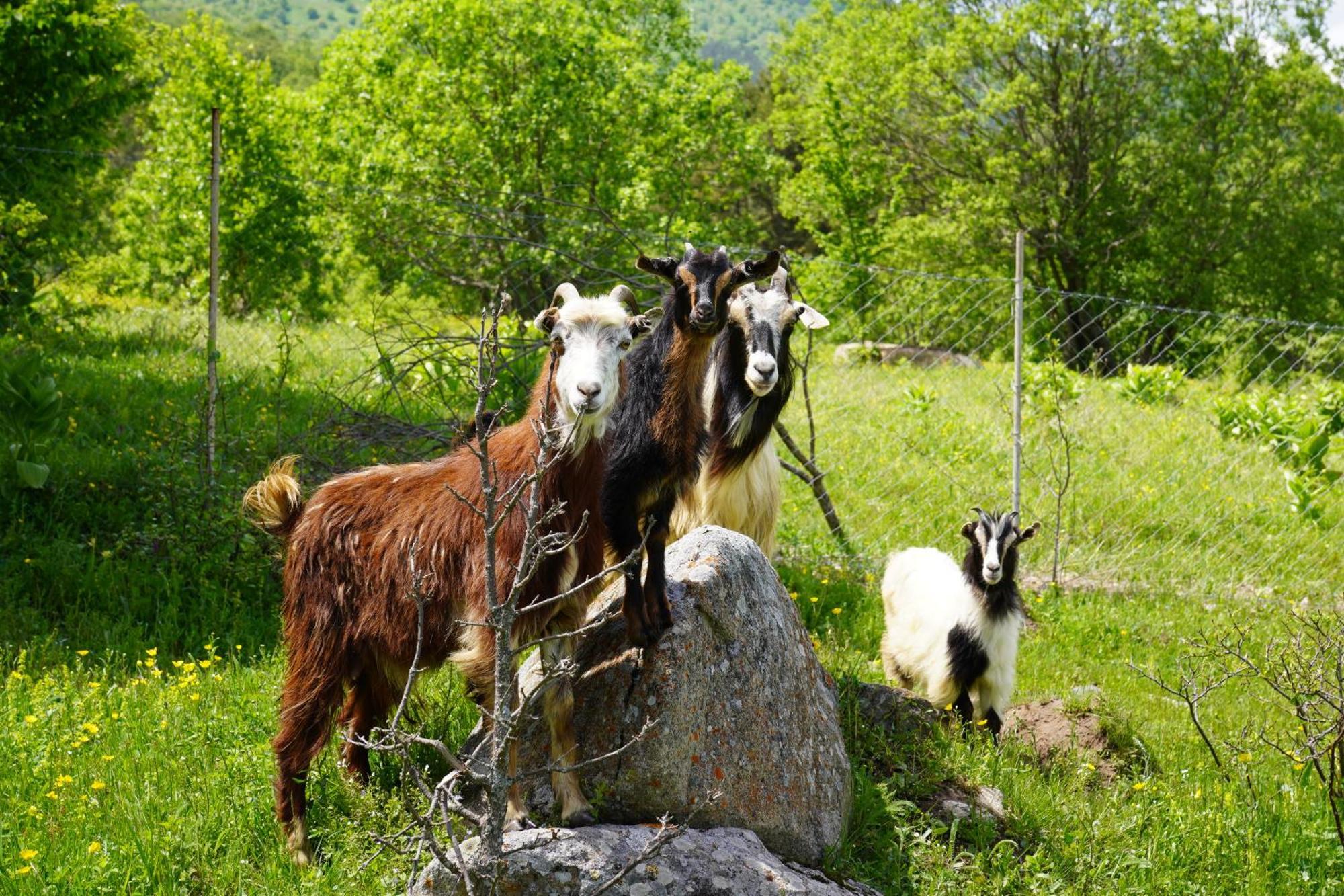فيلا Glamping Wolf Mount Margahovit المظهر الخارجي الصورة